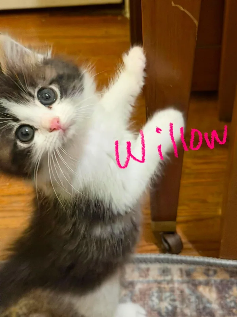 A baby medium-sized female Tabby (Gray / Blue / Silver) Tabby cat named Willow Mae for adoption in Omaha, NE