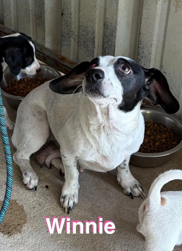An adult medium-sized female Terrier dog named Winnie for adoption in Ada, OK