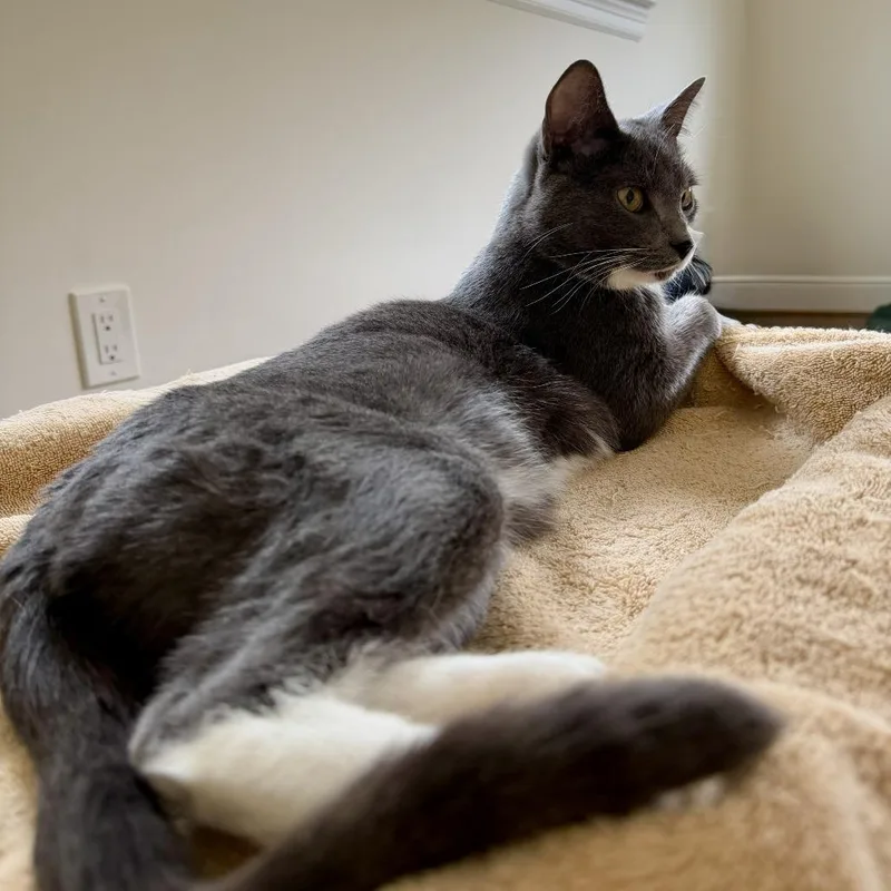 A young small-sized male Gray / Blue / Silver Domestic Short Hair cat named Stack for adoption in Houston, TX