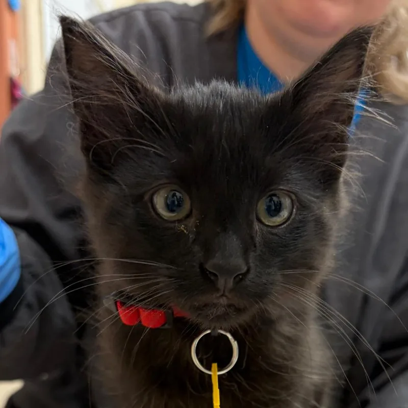 A baby small-sized male Domestic Long Hair cat named Acorn for adoption in Springfield, MA