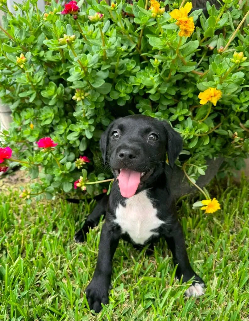 A baby large-sized female Labrador Retriever dog named Trinity Rodman for adoption in Claremore, OK