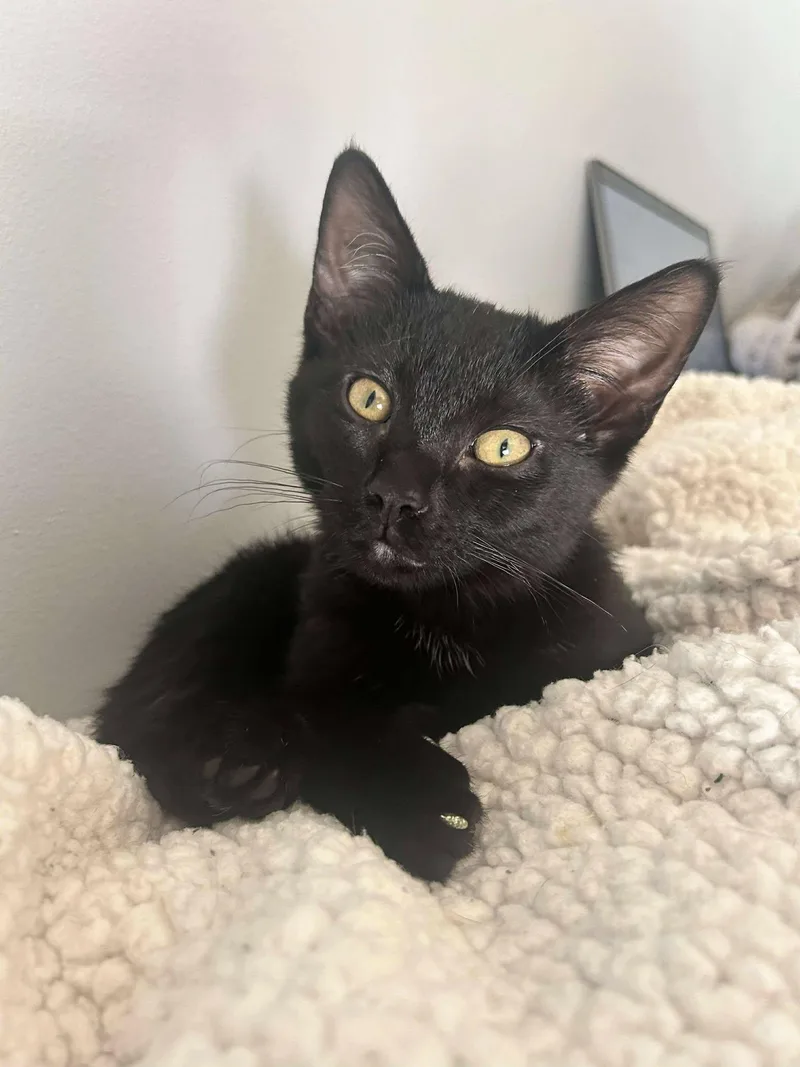 Sweet Dee thumbnail 3