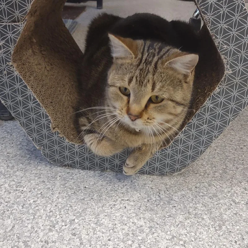 An adult medium-sized female Gray / Blue / Silver Domestic Short Hair cat named Moon Pie for adoption in Hannibal, MO