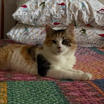 An adult small-sized female White Domestic Long Hair cat named Gardinia for adoption in Atlanta, GA