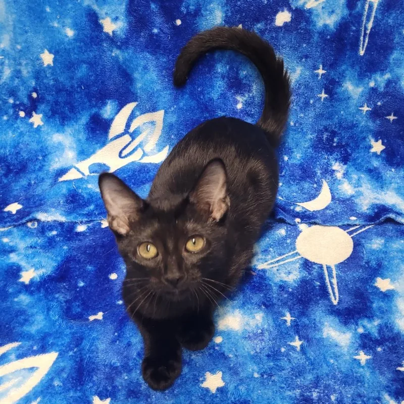 A baby small-sized female Black Domestic Short Hair cat named Maxine for adoption in Laredo, TX