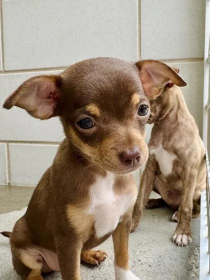 A baby small-sized female Chihuahua dog named Minnie for adoption in Madison, NJ