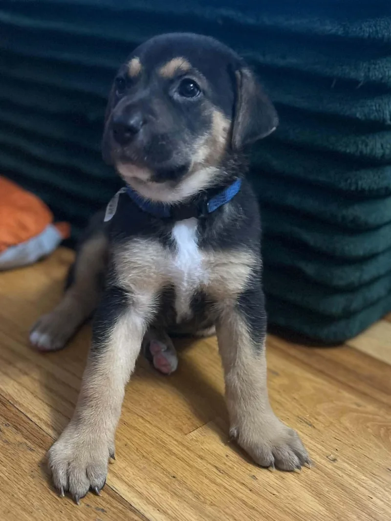 A baby large-sized male White / Cream German Shepherd Dog named Hendrix for adoption in Arlee, MT