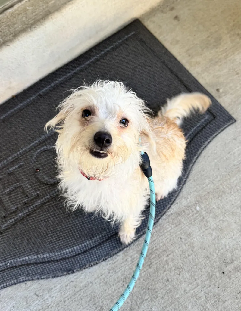 A young small-sized male Yorkshire Terrier dog named Paco for adoption in Gainesville, VA