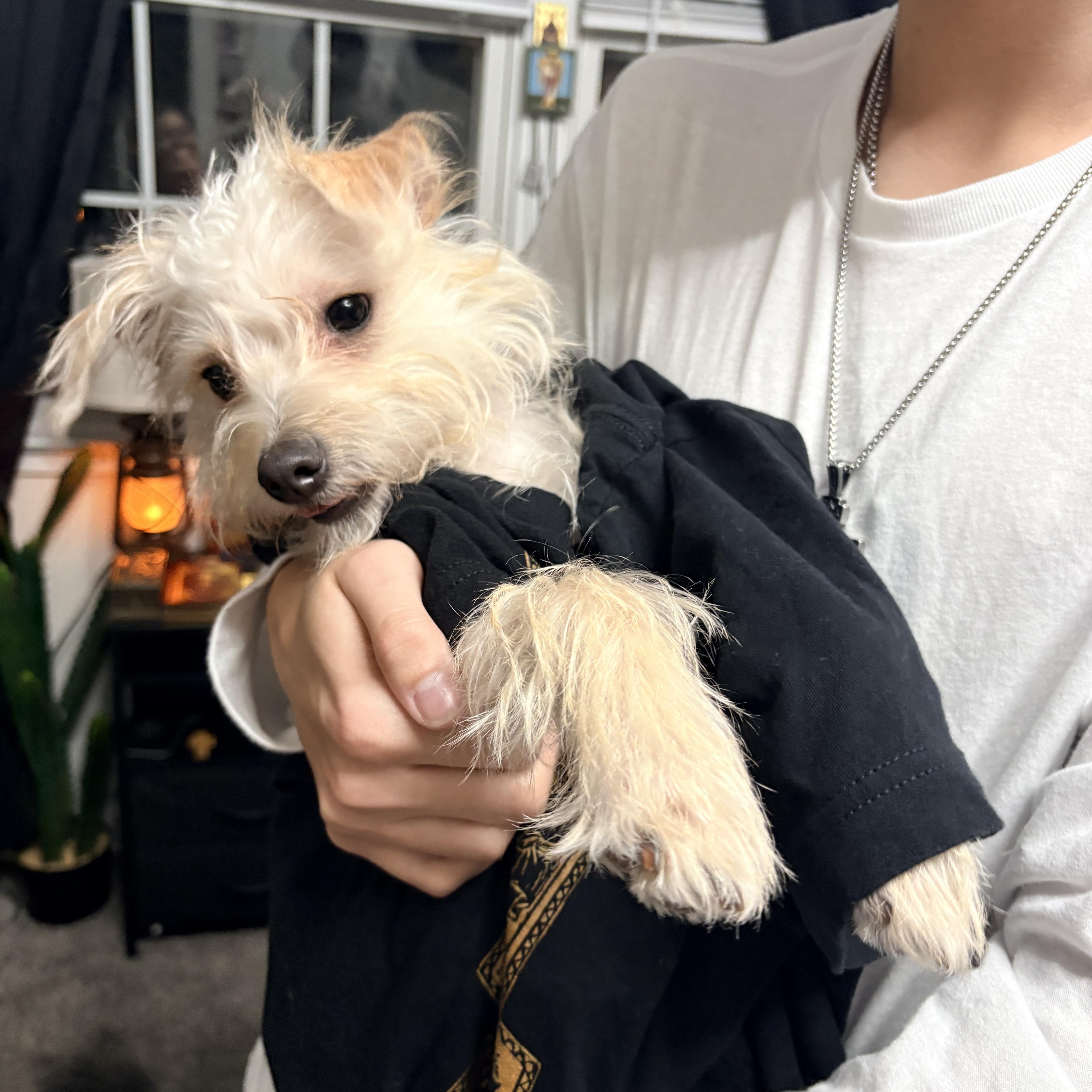 Paco thumbnail 6