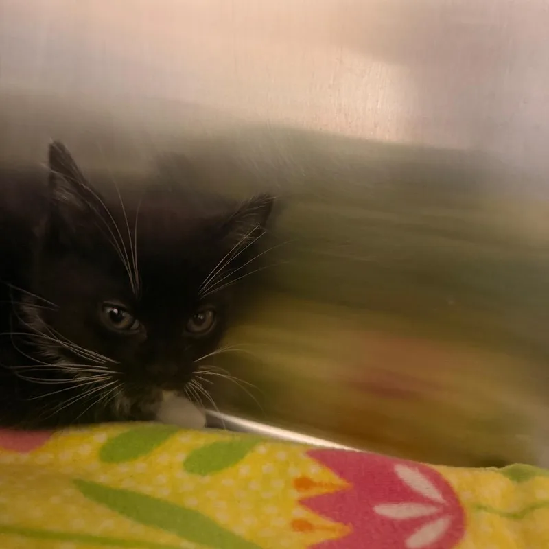 A baby small-sized male Black Domestic Short Hair cat named Hemi for adoption in Chattanooga, TN