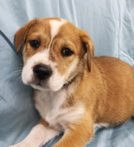A baby medium-sized male Shepherd dog named Foxley for adoption in Thief River Falls, MN