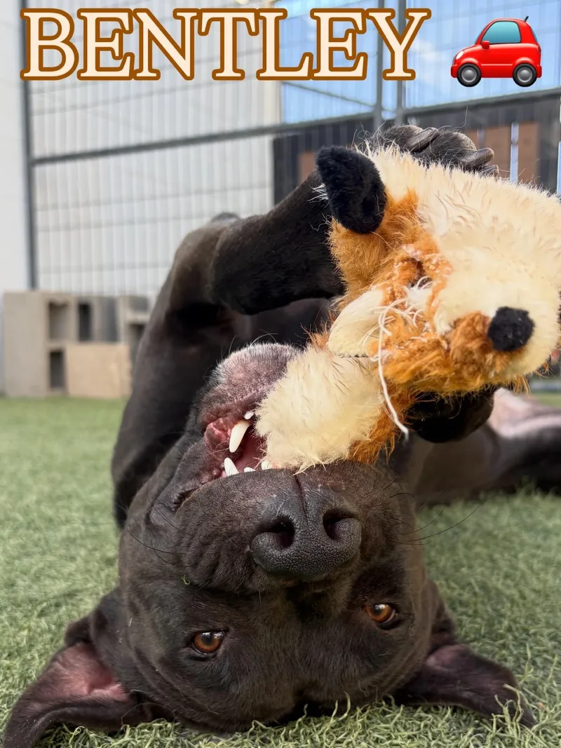 A young medium-sized male Black Black Labrador Retriever dog named Bentley for adoption in Queen Creek, AZ