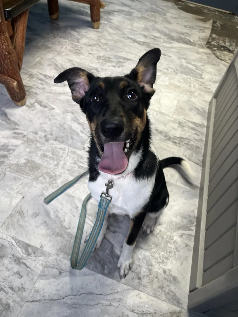 A young medium-sized female Mixed Breed dog named Kate Mccallister for adoption in Altoona, PA