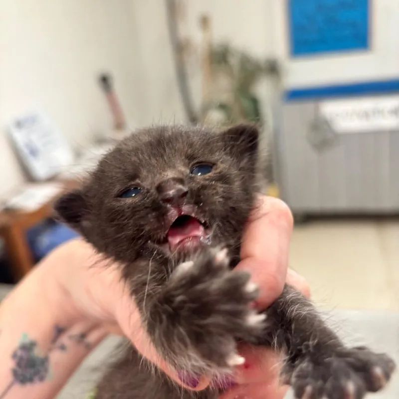 A baby small-sized male Black Domestic Short Hair cat named Norman C for adoption in Napoleon, OH
