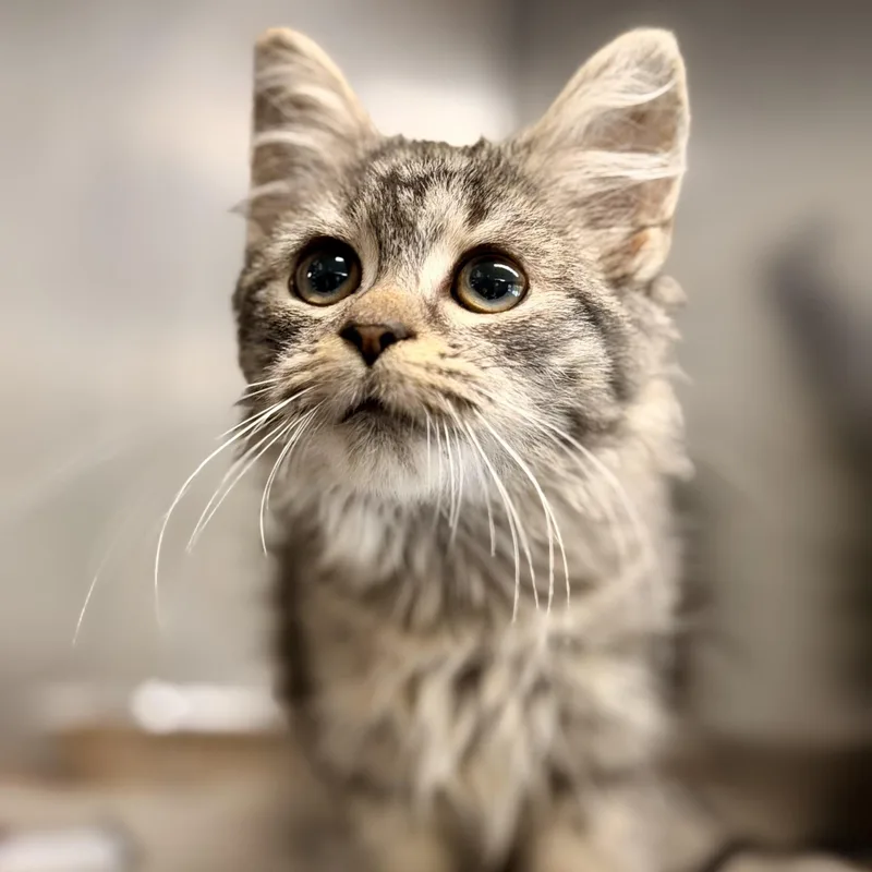 A baby medium-sized female Tabby (Brown / Chocolate) Domestic Long Hair cat named Pixie Stick for adoption in Jackson, NJ