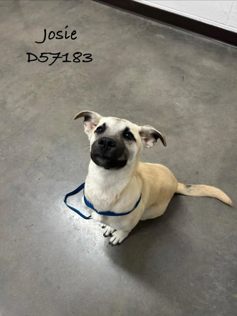A baby medium-sized female German Shepherd Dog dog named Josie for adoption in Clarksville, TN