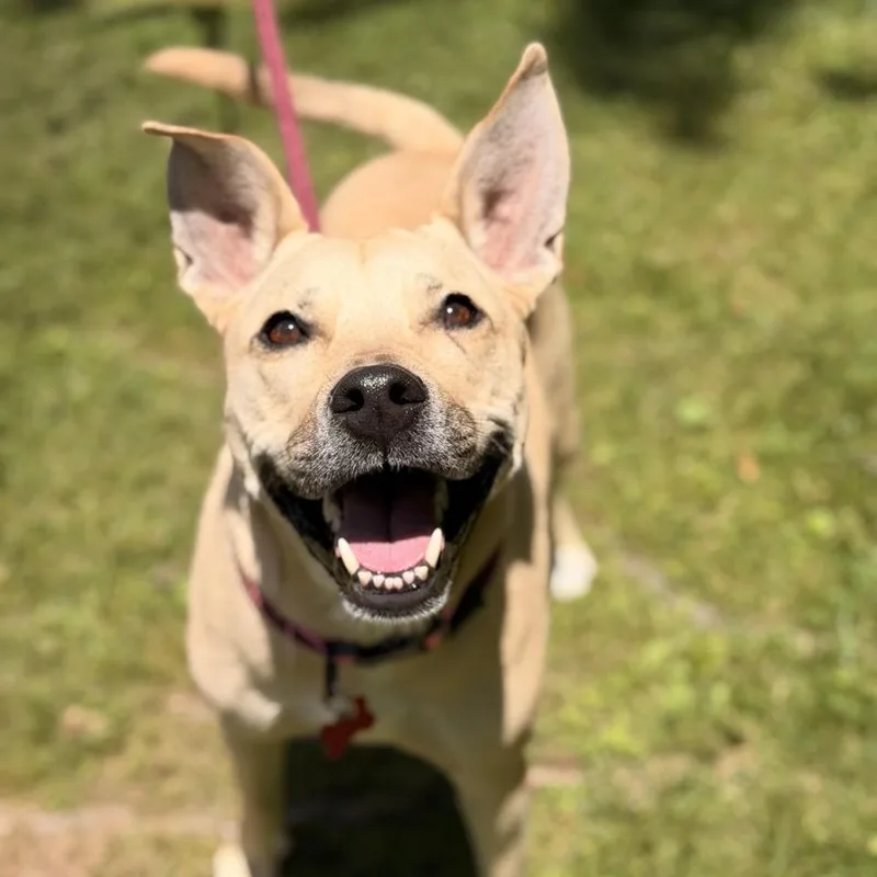 An adult medium-sized female Yellow / Tan / Blond / Fawn Yellow Labrador Retriever dog named Cristal for adoption in Sparta, NJ