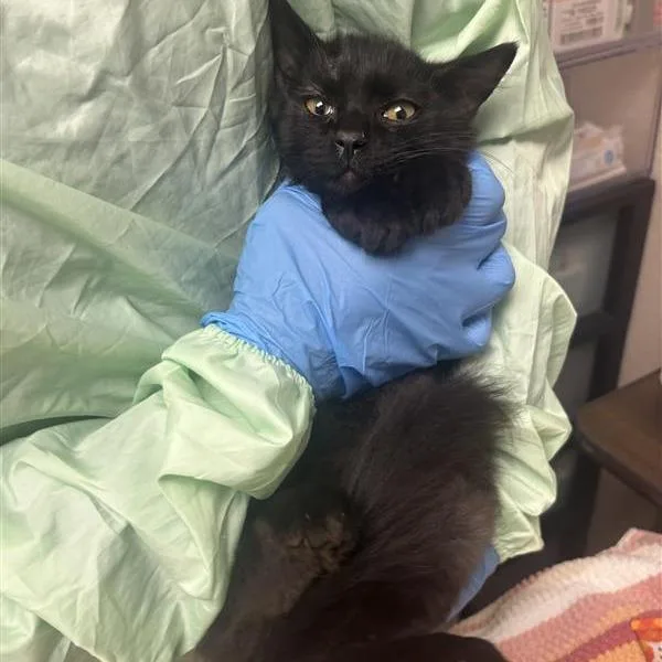A baby medium-sized male Black Domestic Medium Hair cat named Warhammer for adoption in Tempe, AZ