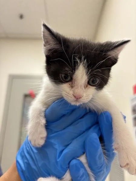 A baby small-sized female Domestic Short Hair cat named Magenta for adoption in Santa Rosa, CA