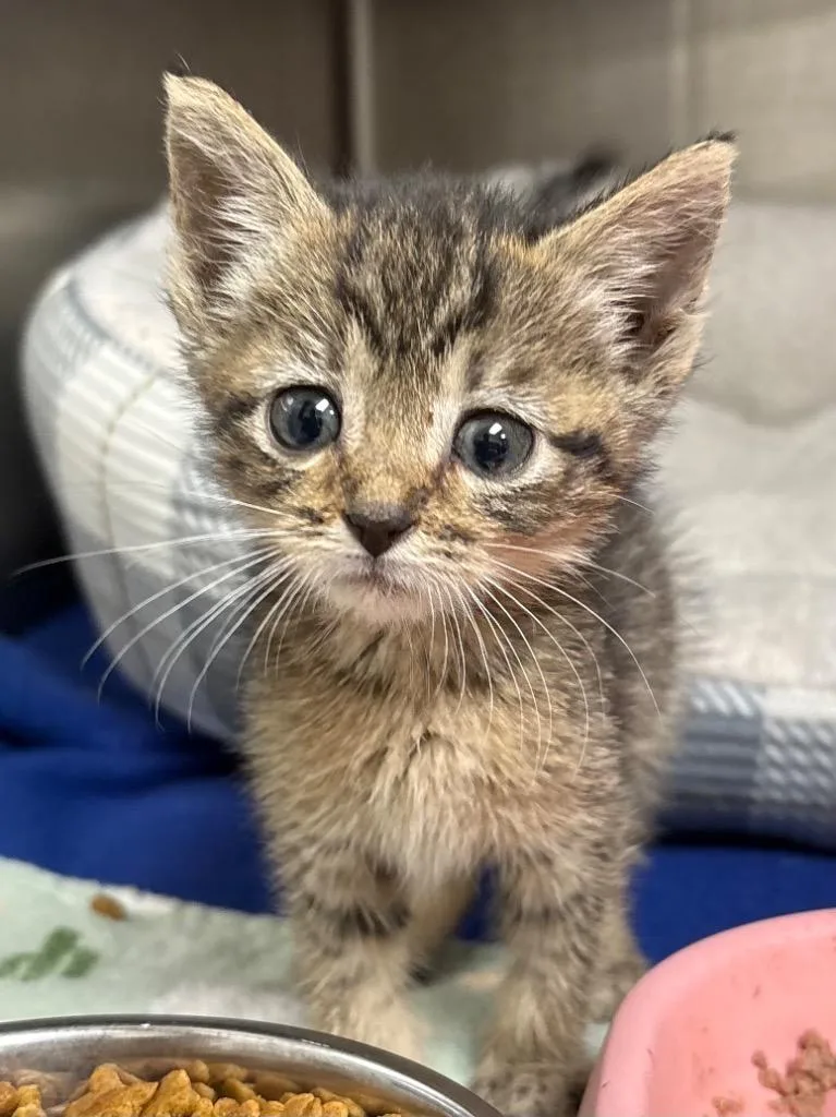 A baby medium-sized female Domestic Short Hair cat named Prudence  Ac  for adoption in Greeneville, TN