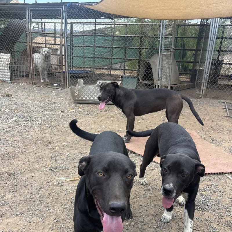 A young medium-sized male Black Labrador Retriever dog named Runster for adoption in Santa Monica, CA