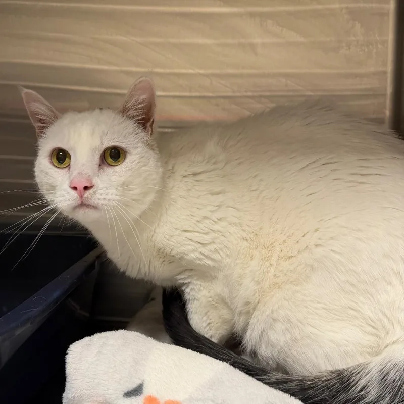 A senior large-sized male Domestic Short Hair cat named Rocket for adoption in Cody, WY