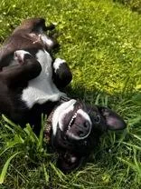 An adult small-sized female Black Dachshund dog named Pixie for adoption in Potsdam, NY
