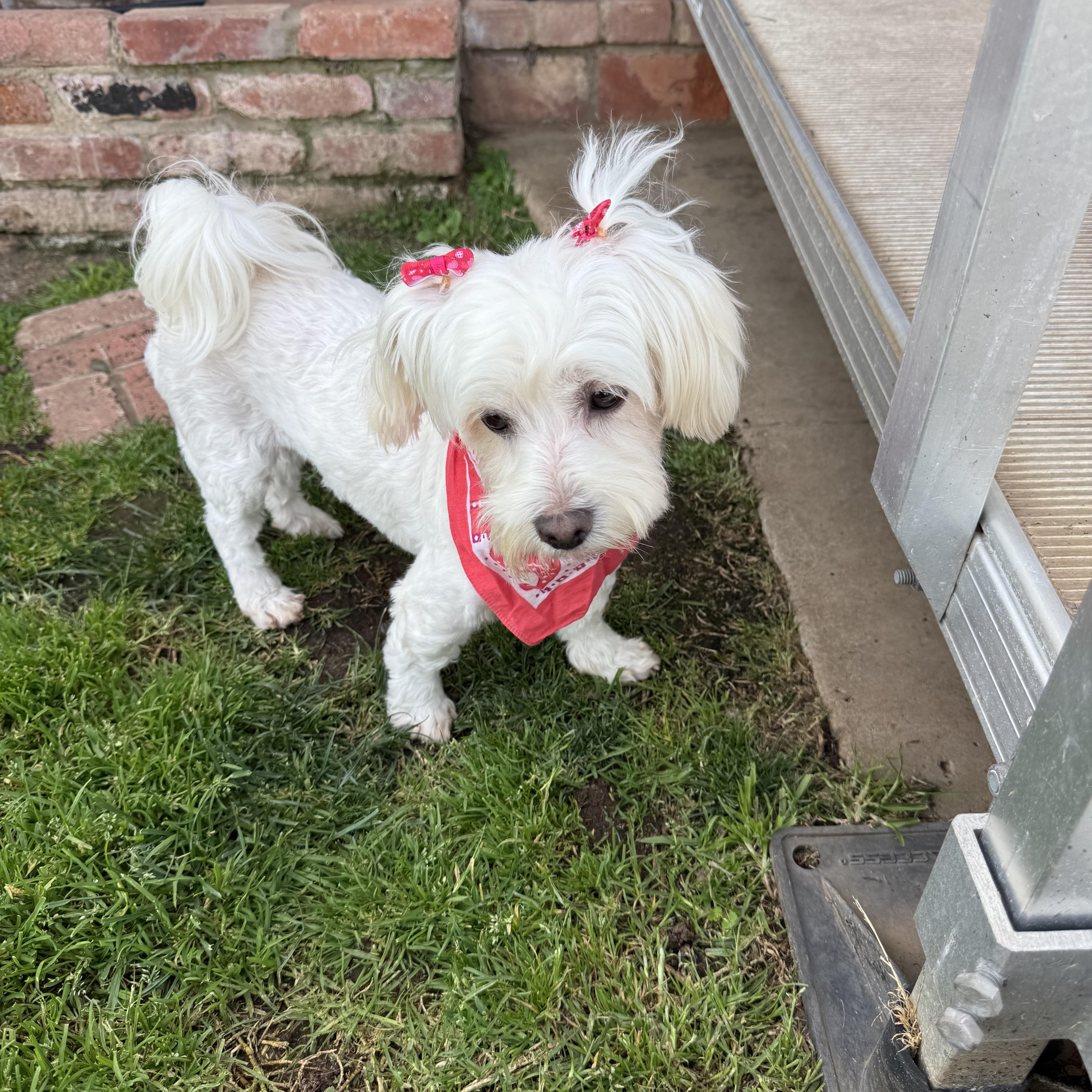 A young small-sized female White / Cream Maltese dog named Daphne for adoption in San Diego, CA