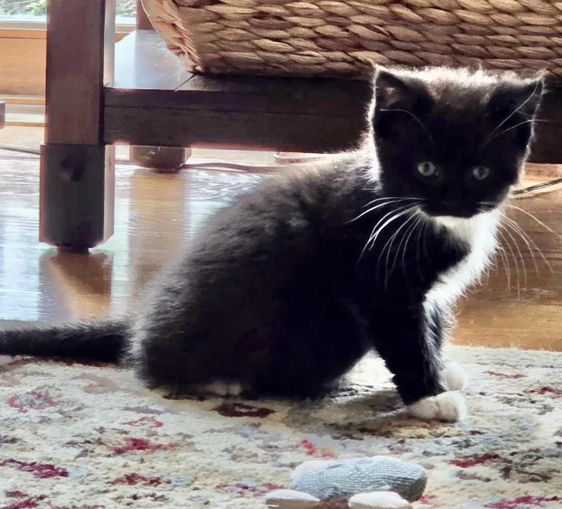 A baby medium-sized female Black & White / Tuxedo Domestic Medium Hair cat named Marianne for adoption in Port Washington, WI