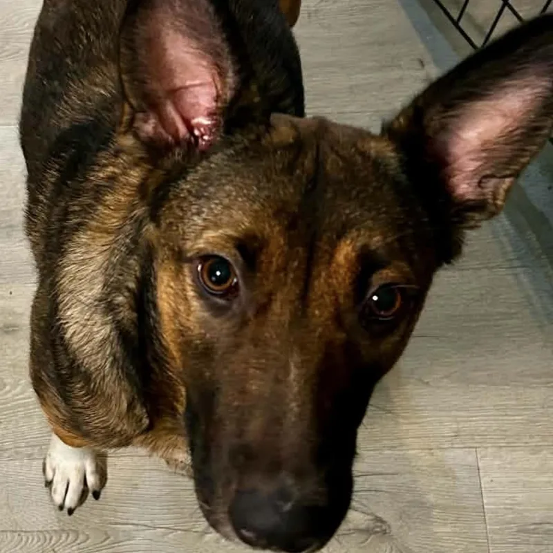 An adult medium-sized female Bicolor German Shepherd Dog dog named Roxy for adoption in Springfield, MO
