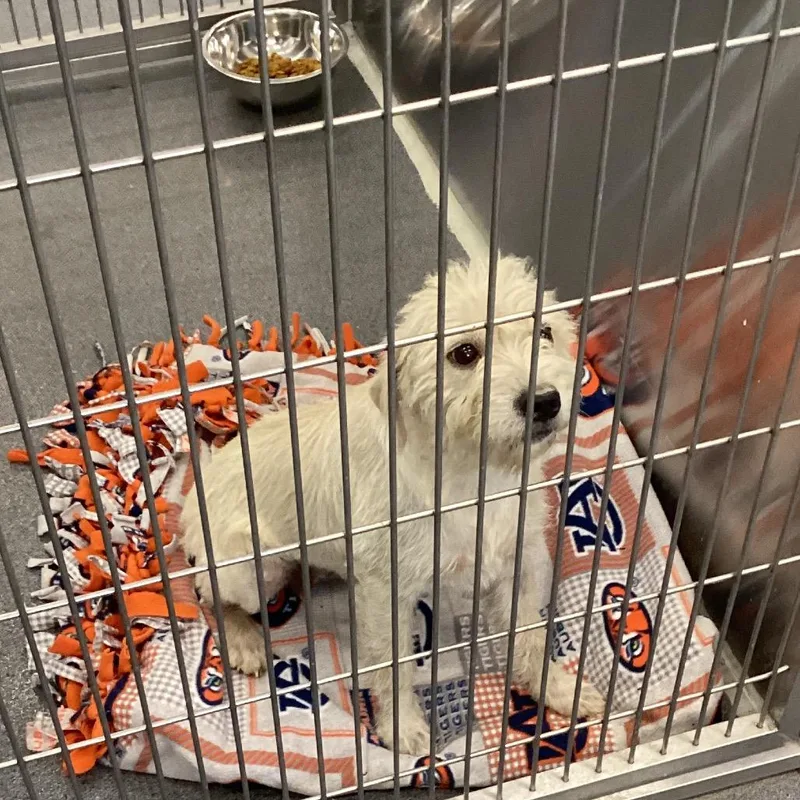 A young small-sized female White / Cream Wirehaired Terrier dog named PennyMae for adoption in Montgomery, AL