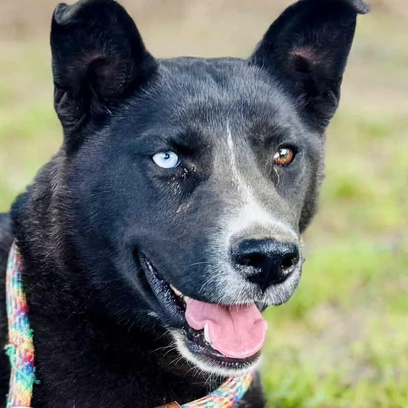 A young medium-sized female Black Labrador Retriever dog named Zara for adoption in Enfield, CT