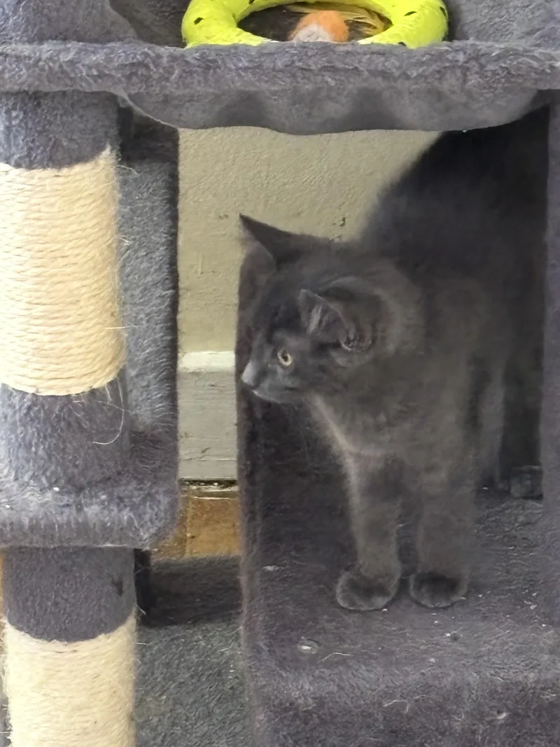 A baby small-sized female Domestic Short Hair cat named Maj for adoption in Bethel Park, PA