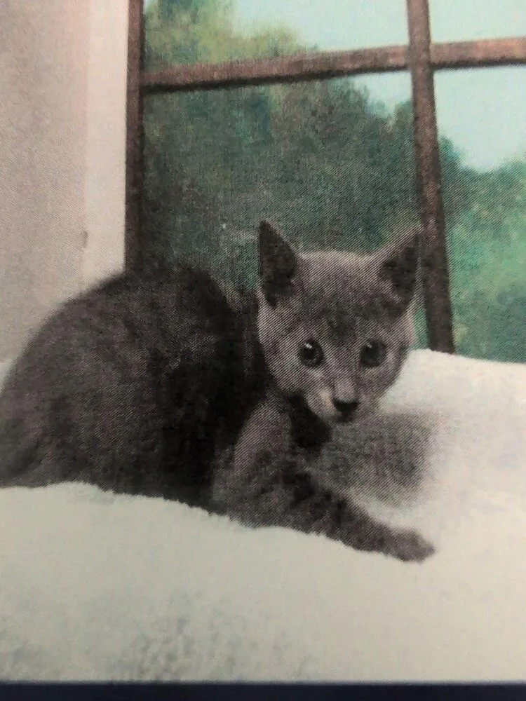 A baby small-sized male Gray / Blue / Silver Domestic Short Hair cat named Jaxie for adoption in Parker, CO