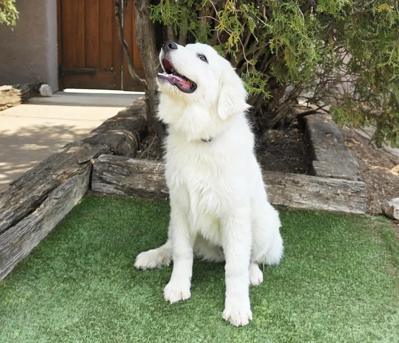 A baby extra large-sized male White / Cream Great Pyrenees dog named Stupendous "Lil" Mr Stuart for adoption in Albuquerque, NM