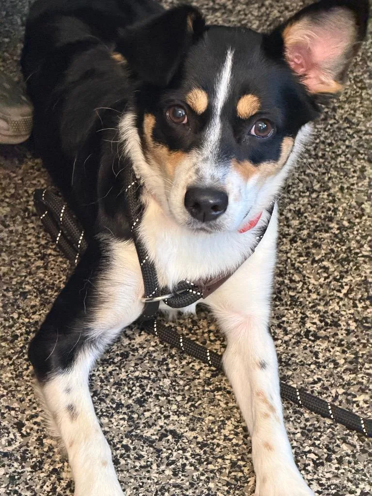 A young medium-sized female Mixed Breed dog named Jazzy for adoption in Columbia, TN