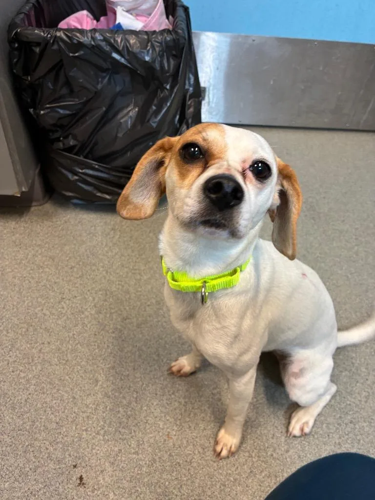 A young medium-sized female Beagle dog named Duckie for adoption in Bloomington, IN