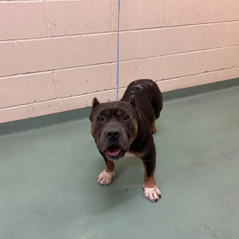 An adult large-sized male Gray / Blue / Silver Mixed Breed dog named Getwell for adoption in Memphis, TN