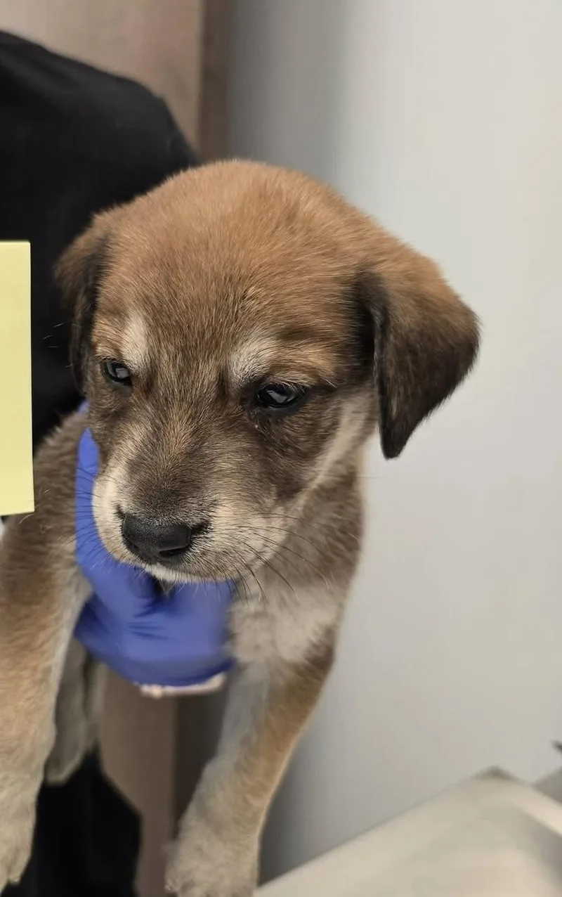 A baby medium-sized female Australian Cattle Dog / Blue Heeler dog named Fanta for adoption in Copiague, NY