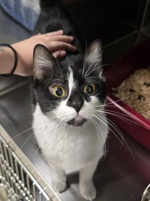 A young medium-sized female Domestic Short Hair cat named Maris for adoption in Vancouver, WA