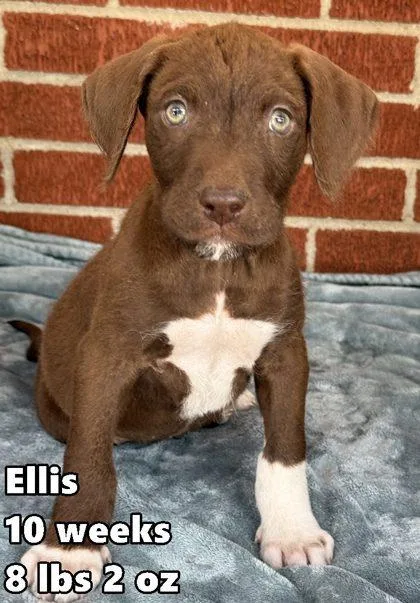 A young medium-sized male Retriever dog named Ellis for adoption in Buffalo, MN