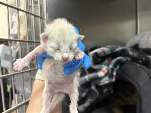 A baby small-sized female Domestic Short Hair cat named Nectar for adoption in Thousand Palms, CA