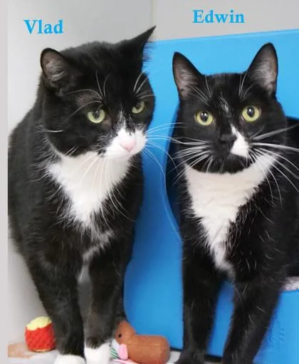 An adult large-sized male Domestic Short Hair cat named Edwin for adoption in Fishers, IN