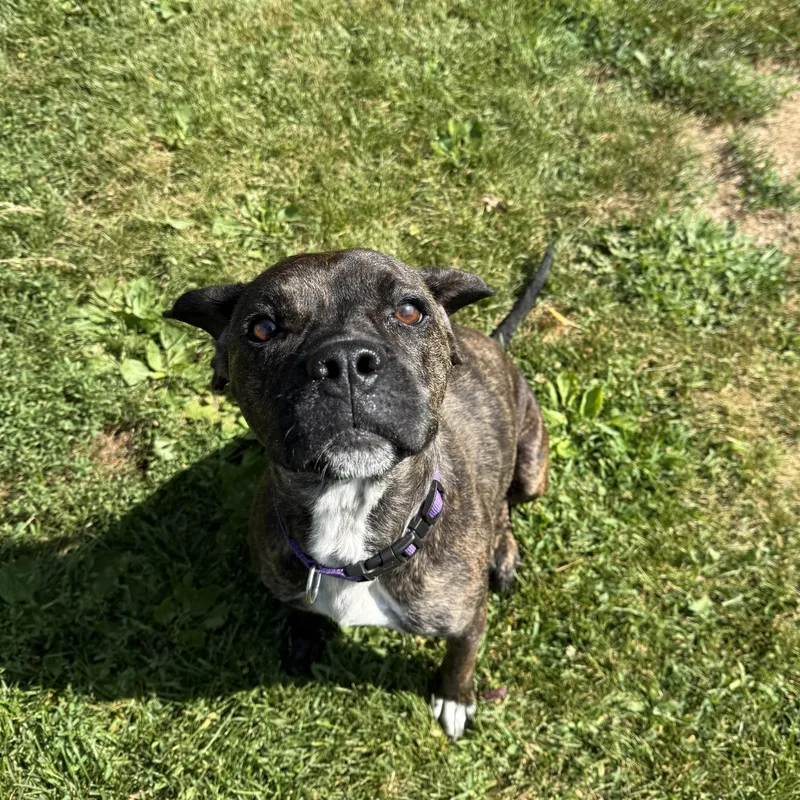 An adult medium-sized female Brindle Mixed Breed dog named Sadie for adoption in Oconto, WI