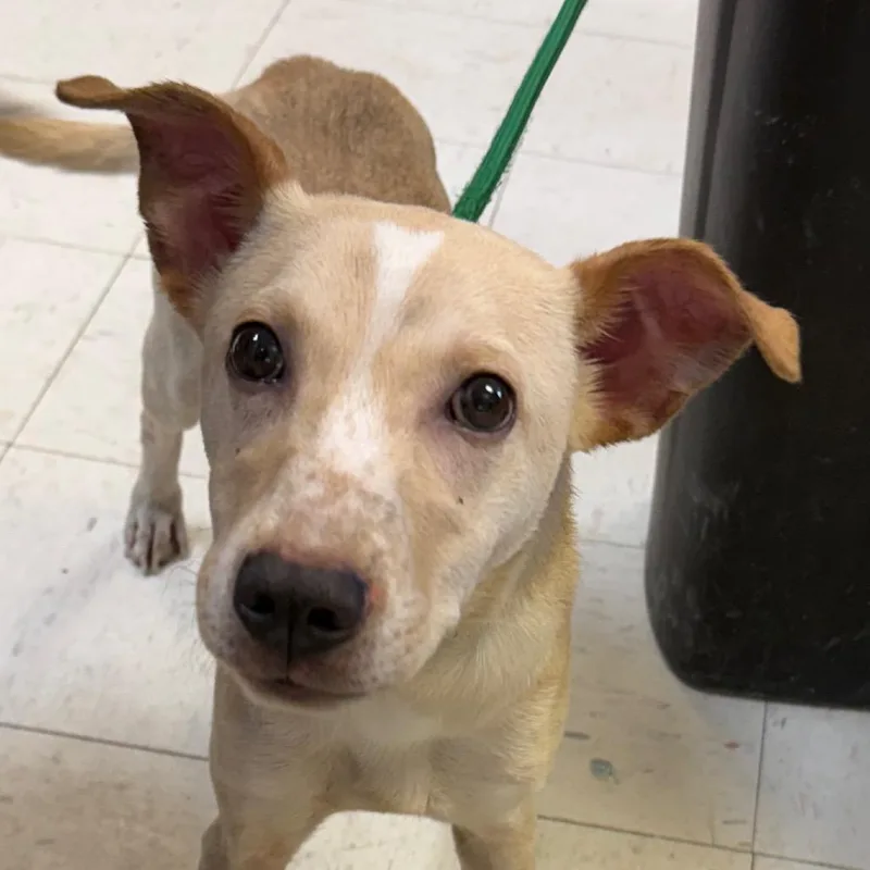 A young medium-sized male Rat Terrier dog named Leo for adoption in Jacksonville, AR