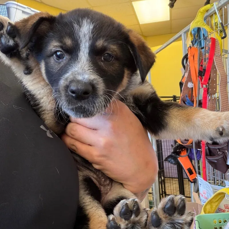 A baby medium-sized female Brown / Chocolate Husky dog named Buttercup for adoption in Webster, TX