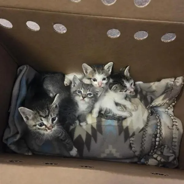 A baby small-sized male Gray / Blue / Silver Domestic Short Hair cat named Basmati for adoption in Saint Louis, MO