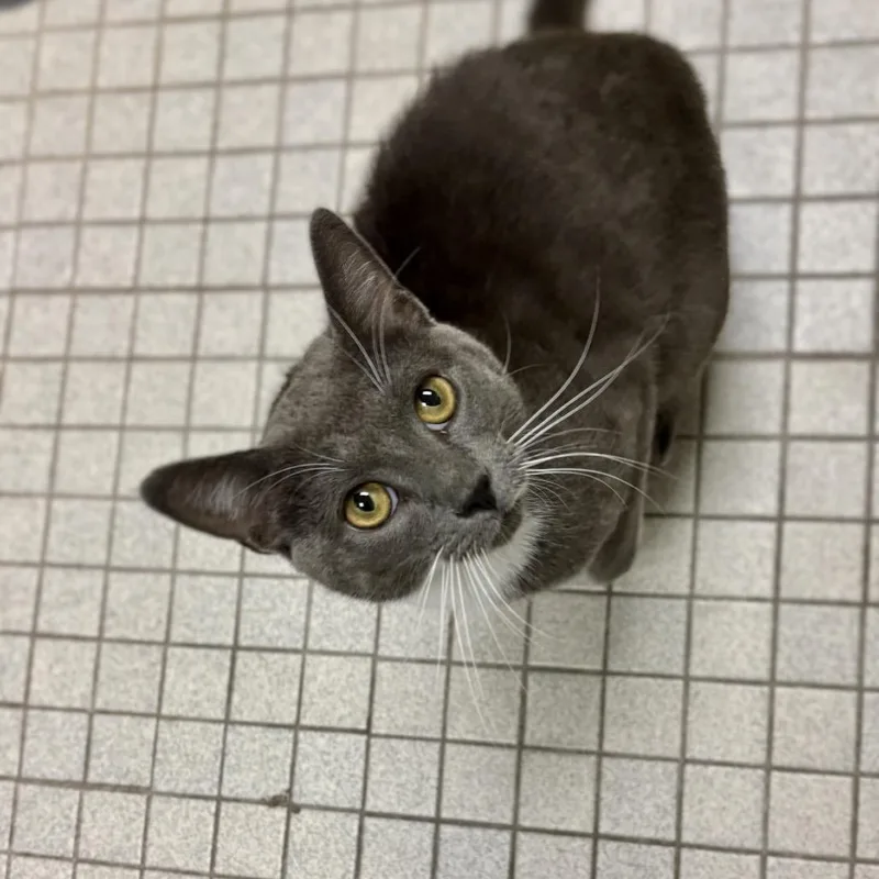 A young large-sized male Gray / Blue / Silver Domestic Short Hair cat named Rooney for adoption in New York, NY