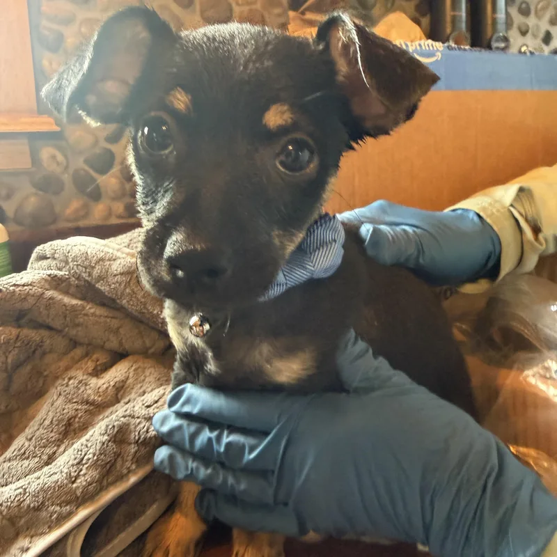 A baby small-sized male Bicolor Chiweenie dog named Turbo for adoption in Bastrop, TX