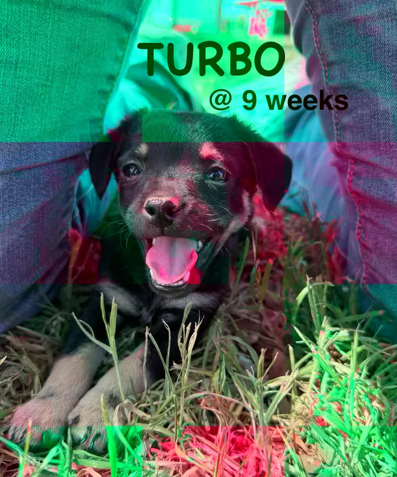 Turbo thumbnail 3